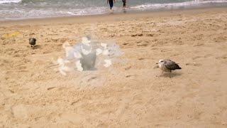 EXPLODING SEAGULL  CGI VFX [upl. by Aerdnod580]