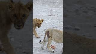 Lions in Etosha National Park [upl. by Ayatahs760]