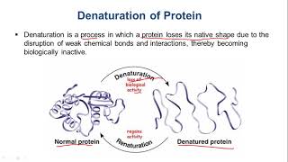 Protein Denaturation Physical and Chemical Denaturants [upl. by Rintoul]