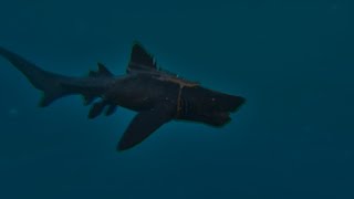 Ark Ascended Helicoprion Abilities and useful stuff [upl. by Notlew271]