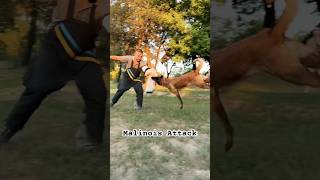 Unstoppable Malinois Attack Sessions [upl. by Theresina746]