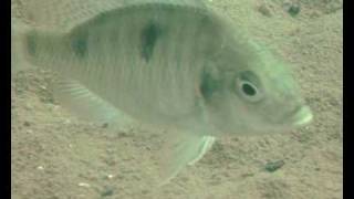 WILDCICHLIDS at Chembe Cape Maclear [upl. by Yajiv]