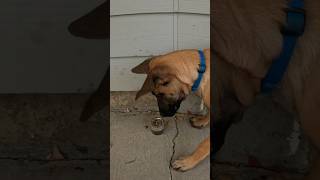 Training for human remains belgianmalinois searchdog workingdog [upl. by Bouton]