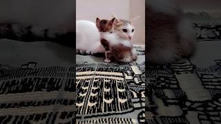 Fazal Bakhsh🐾translationquranandislam qurantranslationeasyqt trendingshorts catlover viralvideo [upl. by Akinajnat]