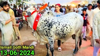 Challenge Again In Rates 😱 Ismail Goth Mandi 13062024  Karachi Cattle Updates  Cow Mandi 2024 [upl. by Disini]