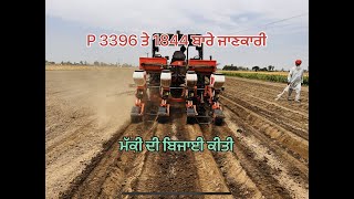 BEST MAIZE SEED FOR SILAGE PIONEER 1844 amp 3396 BASSI DAIRY FARM PUNJAB [upl. by Mayes]