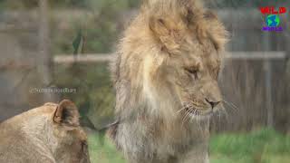 The lion Panthera leo is a large cat of the genus Pantheranative to AfricaWildWorldWatchx8f [upl. by Pentheas]