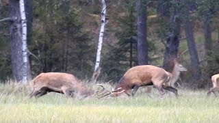 Rykowisko 2018  pokrycie potyczka i utrata chmary [upl. by Mandler313]