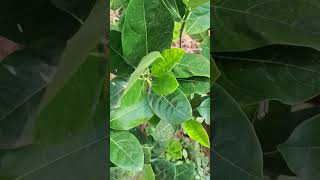 Jack fruit plant ☘️🌵☘️🌵☘️🌵🌵☘️🍀🍃🌲🌿🌱🍀🍃 [upl. by Ydnelg986]