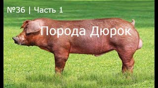 №36  Почему ДЮРОК Кто задает тренды [upl. by Obelia]