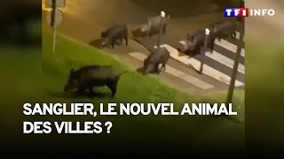 Les sangliers en exode rural ils sinstallent dans nos villes [upl. by Blinnie633]