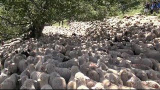 Fête de la Transhumance au col de Rousset 2015 Drôme  France [upl. by Evatsug]