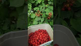 Picking wild wineberries in Pennsylvania [upl. by Triplett]