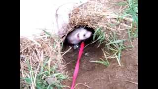 Ferret in Groundhog Hole [upl. by Hubsher]