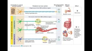 Chapter 146 ANS Neurotransmitters and Receptors BIO201 [upl. by Yrrag43]