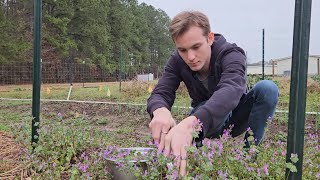 Making Tea From My Backyard How to Make Henbit Tea  VLOG [upl. by Willy]