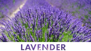 Lavandula Angustifolia 💜 Lavender Flowers amp Fields  Flower 17 [upl. by Gabbey]