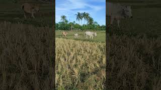 Lets go home village cowvideos lembu [upl. by Eixel]