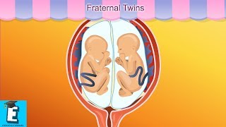 Fraternal Twins Learn for Children and Kids  EDUKID Learning [upl. by Casimire45]