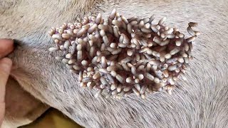 OMG 10000 Maggots Cleaned From Poor MOTHER DOG Animal Rescue 2022 [upl. by Leirum]