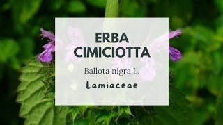 CIMICIOTTA COMUNE  MARRUBIO FETIDO  Black horehound  Wednesday Weed  Ballota nigra L Lamiaceae [upl. by Annawal]