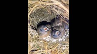 dady  bird White  rumped Munia baby nest review [upl. by Eads778]