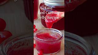 Easy Red Currant Jelly Expert Recipe Guide redcurrantjellyrecipe shorts [upl. by Gwyn]