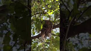 Scissortailed flycatcher birds nest at Harriet Tubman Memorial Garden birds nest animals [upl. by Nagol]