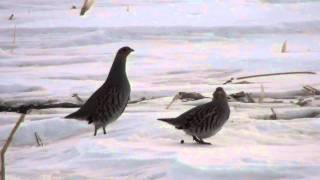 Gray Partridge Phasianidae Perdix perdix Male and Female [upl. by Idden]