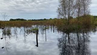 Natuurpark Maashorst Uden [upl. by Prader831]