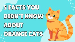 5 Facts You Didnt Know About Orange Cats [upl. by Gertrud]