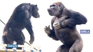 Gorilla Shows Off His Strength To Chimpanzees  The Shabani Group [upl. by Ielarol]