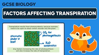 Factors Affecting Transpiration  GCSE Biology [upl. by Greta800]