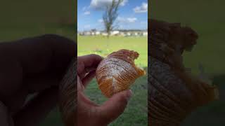 Long Days Require a Sfogliatelle italy [upl. by Fred]