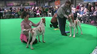 Bracco Italiano Crufts 2020 [upl. by Aiksa714]