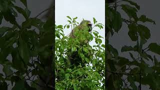 Vervet Monkey checking us out shortsyoutube [upl. by Eddana480]