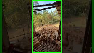 New day for chickens organic to go eat [upl. by Mhoj261]