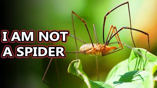 Opiliones facts theyre also known as daddy long legs  Animal Fact Files [upl. by Ellwood]