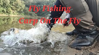 잉어 플라이 낚시 Fly Fishing  Carp On The Dry Fly [upl. by Ycul]