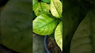 🥬🍃How to treat yellowing of leaves Chlorosis🍃 একটি উপায় chlorosis chlorophyll garden [upl. by Chelsy]