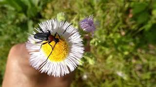 Redchested Lepturine Beetle Eats Pollen of Philadelphia Fleabane Flowers [upl. by Tiffi]