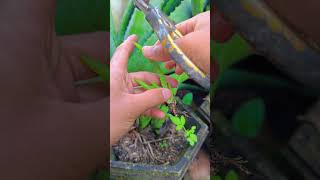 How to get rid of unnecessary aloe vera plants shorts aloevera [upl. by Imiaj]