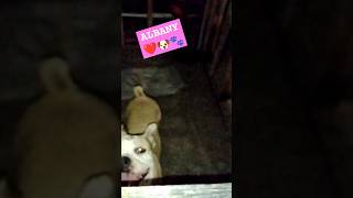 OEB Beast Mode Activated phoenixandalbany dogs oeb asmr dog beastmode new bullybreed [upl. by Caritta]