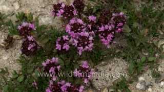 Himalayan wild flowers Thyme or ajwain Arenaria and clover [upl. by Musette]