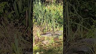 Florida Gator Boat Tour at Wakulla Springs wakulla floridasprings gators alligators [upl. by Nahtnamas645]