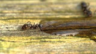 Lasius cf niger Harbinger of spring [upl. by Anegue]