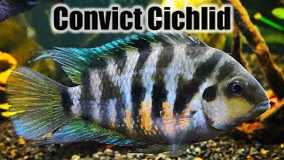 Convict Cichlid  Care Guide amp Species Profile [upl. by Goetz]