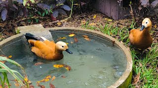 TADORNA FERRUGÍNEA PATOS CHOCOLATE MARRECOS COOL POMPOM CAYUGA SAXÔNICO  Sítio Xavier [upl. by Fax]