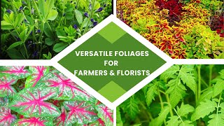 Versatile Foliages for Flower Farmers and Florists [upl. by Kincaid]