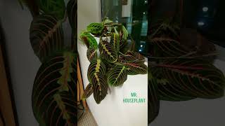 Prayer Plant Time Lapse Maranta Leuconeura [upl. by Lana]